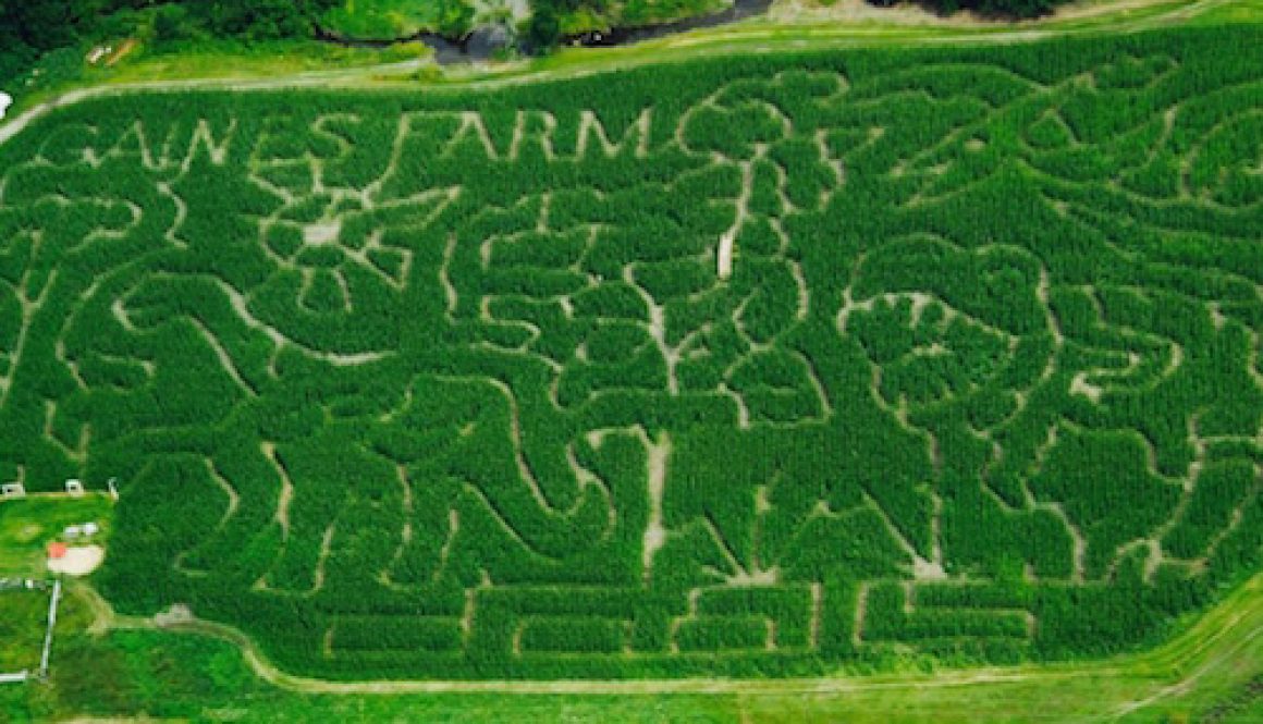 Ariel View of Corn maze