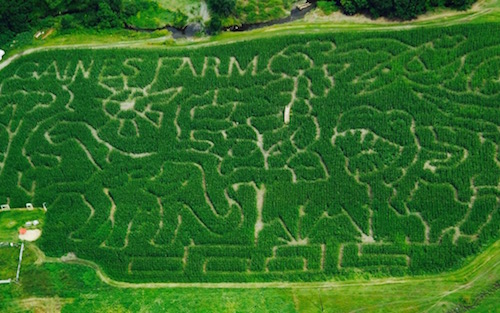 Ariel View of Corn maze