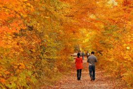 Couple,In,Colorful,Woods,With,Autumn,Foliage,In,Vermont